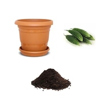 Ithal Bitter Gourd Meyvesi Tohumu Ekim Seti