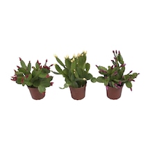 Videolu Yılbaşı Çiçeği Karışık Renk 3 Adet Saksıda 10-15cm Iç Mekan Bitkisi Schlumbergera Purple