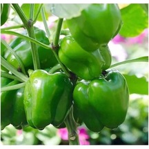 Geleneksel Kandil Dolmalık Biber Tohumu 70 Tohum