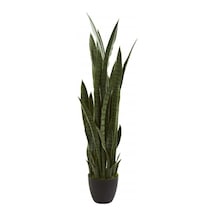 Kılıç Çiçeği Paşa Kılıcı 40-60cm Peygamber Kılıcı Ev Bitkisi Ofis Bitkisi Salon Bitkisi 3 Köklüdür
