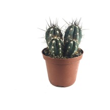Stetsonia Coryne (Kaktüs) Ø10,5 CM Y15-20 CM