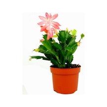 Videolu Açık Pembe Yılbaşı Çiçeği Kaktüsü 1 Adet Saksılı 10-20cm Ev Salon Bitkisi Pink Paskalya