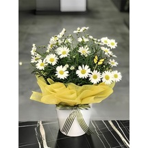 Nura Botanik Beyaz Renk Çeşme Papatyası Hediyelik Papatya Saksılı 20-40cm
