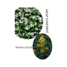 Arap Yasemini Çiçeği 1adet Saksılı 30-50cm+melisa Çiçeği 30-60cm Kokulu Bahçe Seti
