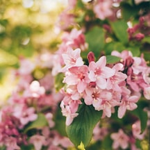 Bahçevilya 2 Yaşında Tüplü Vangelya - Spiraea Vanhouttei Fidanı
