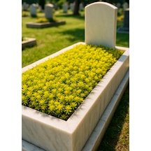 Mezar - Kabir Sarı Sedum Bitki Seti - 45 Adet Sarı Sedum - Kalıcı