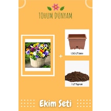 Karışık Renkli Menekşe Çiçeği Tohumu Ekim Seti