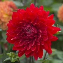 Hoş Kokulu Dahlia Wonder Yıldız Çiçeği Yumrusu 1 Adet