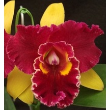 10 Adet Bordo Sarı Orkide Çiçeği Tohumu + 10 Adet Gül Tohu