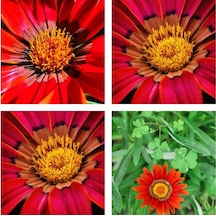 Videolu 10'lu Kırmızı Gazanya Koyun Gözü Çiçeği Fidanı 15-35 Cm Tüplü Çiçekli Bodur Bitkiler Gazania