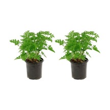 Videolu Muhteşem Kokulu Itır Çiçeği 20 40 Cm 2 Adet Çiçekli Bodur Bitki Pelargonium
