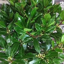 Tüplü Defne Ağacı laurus Nobilis Fidanı 10 Adet