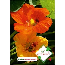 Laden Tropaeolum Majus Çiçek Tohumu 6 Adet