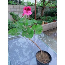 Ceylan Gözü Sardunya Fidanı Koyu Pembe 10-20 Cm