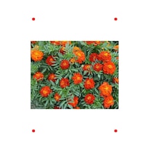 Fransız Kadife Çiçeği Tohumu - 25+ Adet