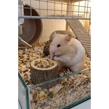 Doğal Kütük Hamster Yemliği - Mini Kemirgen Yem Kabı 3,5 Cm