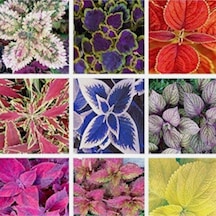 20 Adet Rainbow Coleus Mix Colors Tohumu