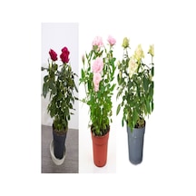 Pembe Narçiçegi 30-60 Cm 3 Adet Saksılı Yediveren Aşılı Gül Pink-white-daffodil Yellow