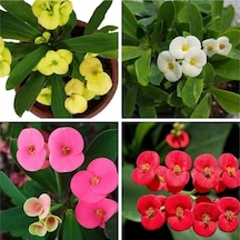 Videolu 4'lü Kırmızı/pembe/beyaz/sarı Dikenler Tacı Çiçeği 5-15 Cm Saksılı Çiçekli Milli Euphorbia