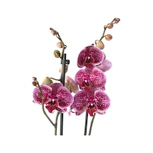 Phalaenopsis 'Jaguar' (Mor Orkide) Ø12 CM 70-80 CM