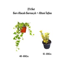 Sarı Alacalı Hedera Helix Duvar Sarmaşığı+ Altuni Taflan 2'li Set Bahçe Bitkisi