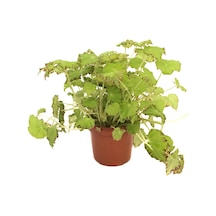 Begonia Rex 'Lima Love' (Begonya Çiçeği) Ø12 CM Y25-30 CM