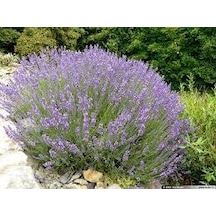 Lavanta Fidanı 20 Adet - Saksıda 20-30 Cm
