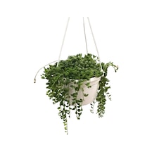 Senecio Rowleyanus Tesbih Çiçeği Ø14 Cm Y20-25 Cm