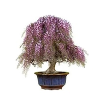 Nadir Ithal Kıbrıs Akasya Bonzai Ağacı Tohumu 5 Tohum Bonsai Tohumu