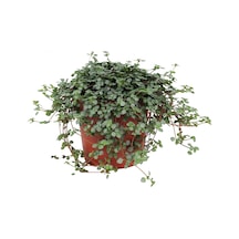 Pilea Glauca 2 Adet - Dostluk Çiçeği 6167