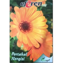 Portakal Nergisi Aynısefa, Kandil Çiçeği Tohumu 6 Paket