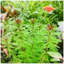 Myriophyllum Proserpinacoides Saksı Canlı Bitki Tr-949148