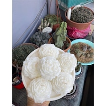 Bernami Mum Pinterest Şakayik Kokulu Mum Beyaz Renk - 2 Adet Diğer