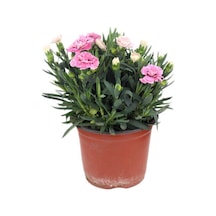 2'li Set Sarı Çalı Papatyası+pembe Karanfil Çiçeği Dış Mekan Bitkisi