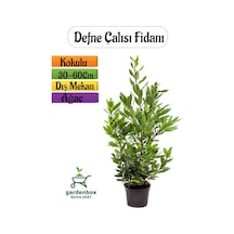 Kokulu Defne Fidanı 1 Adet Saksılı Dış Mekan Ağaç