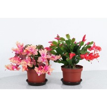 Schlumbergera - Yılbaşı Çiçeği 2 Adet