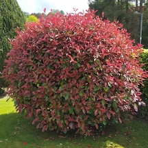 Tüplü Photinia Red Alev Çalısı Fidanı