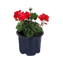 Sardunya Çiçeği Saksı'da - Pelargonium - Kırmızı Renk 10-20 Cm