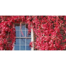 Amerikan Sarmaşığı Parthenocissus Quinquefolia