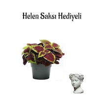 Renkli Yapraklı Yaprak Güzeli Çiçeği Sevgililer Gününe Özel Helen Saksı Hediyeli