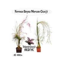Kırmızı Mercan-beyaz Mercan Çiçeği 2 Adet+telgraf Çiçeği Hediyeli Bahçe Bitkisi