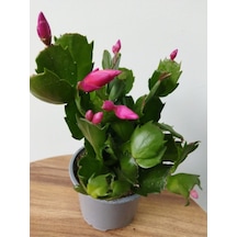 Serada Decor Plant Schlumbergera Purple-kaktüs-yılbaşı Çiçeği İç Mekan Bitkisi