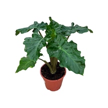 Alocasia low Rider 3384