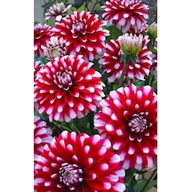 2 Adet Kırmızı-beyaz Uçlu Dahlia Çiçeği Soğanı