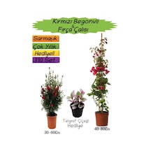 Kırmızı Renk Begonvil+kırmızı Fırça Çalısı+telgraf Çiçeği 3'lü Peyzaj Seti