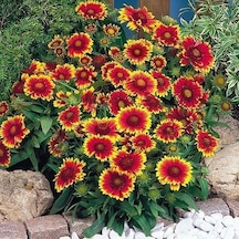 Gayret Çiçeği 10 Adet 'Gaillardia Grandiflora'