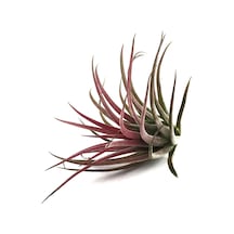 Tillandsia Lonantha (Hava Bitkisi)