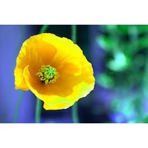 Sarı Gelincik Çiçeği Tohumu 25 Tohum Çiçek Tohumu +