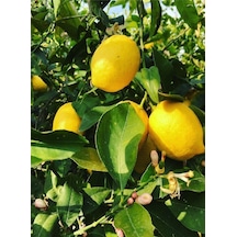4 Adet Aşılı Yediveren Mayer Limon Ağacı Fidanı 3 Yaş