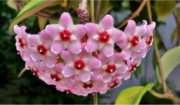 Mum Çiçeği Fidesi Köklenmiş Hoya Pembe 10-20 Cm